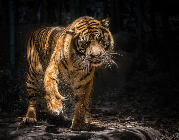 Tiger Paw